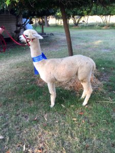 Storybook alpacas, Bargo, Australia