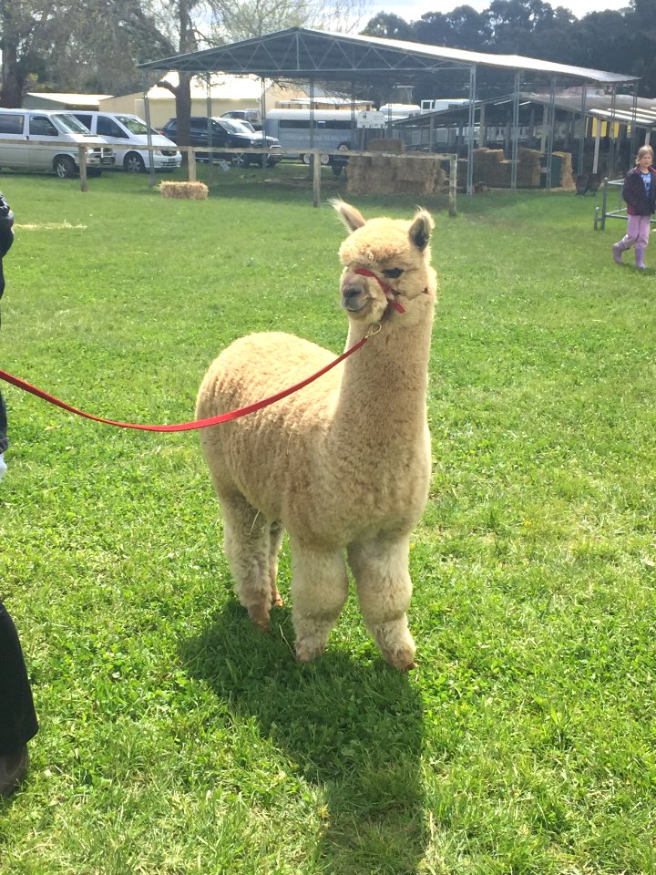 Storybook alpacas, Bargo, Australia