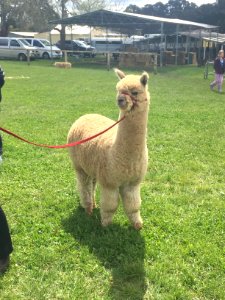 Storybook alpacas, Bargo, Australia