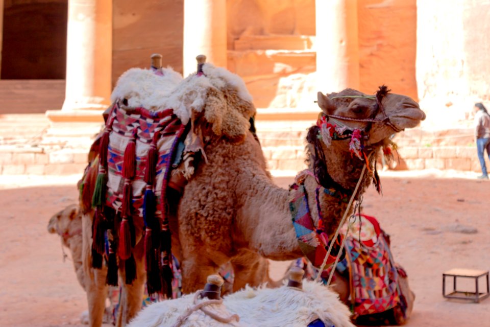 Jordan, Camel, Petra photo