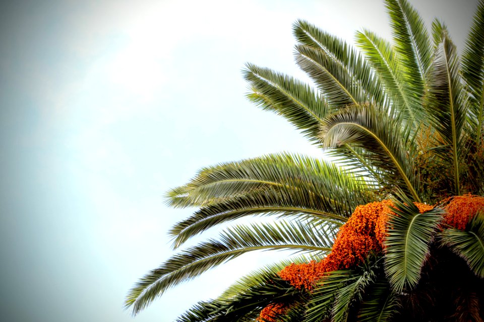Chapman university, Orange, United states