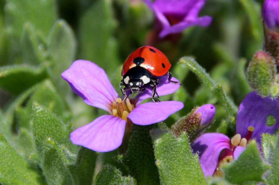 Insect nature red