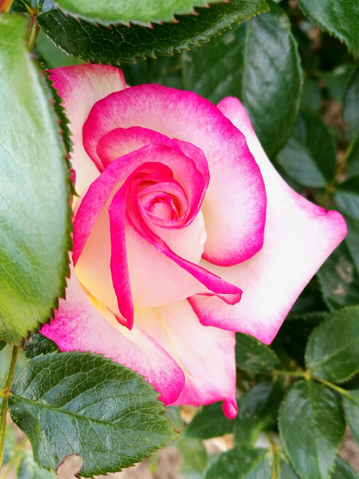 Nature flowers tender rose