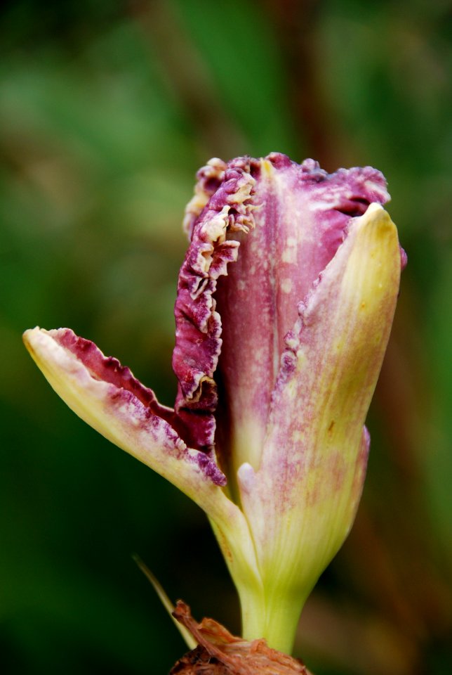 Minnesota, United states, Bossoming