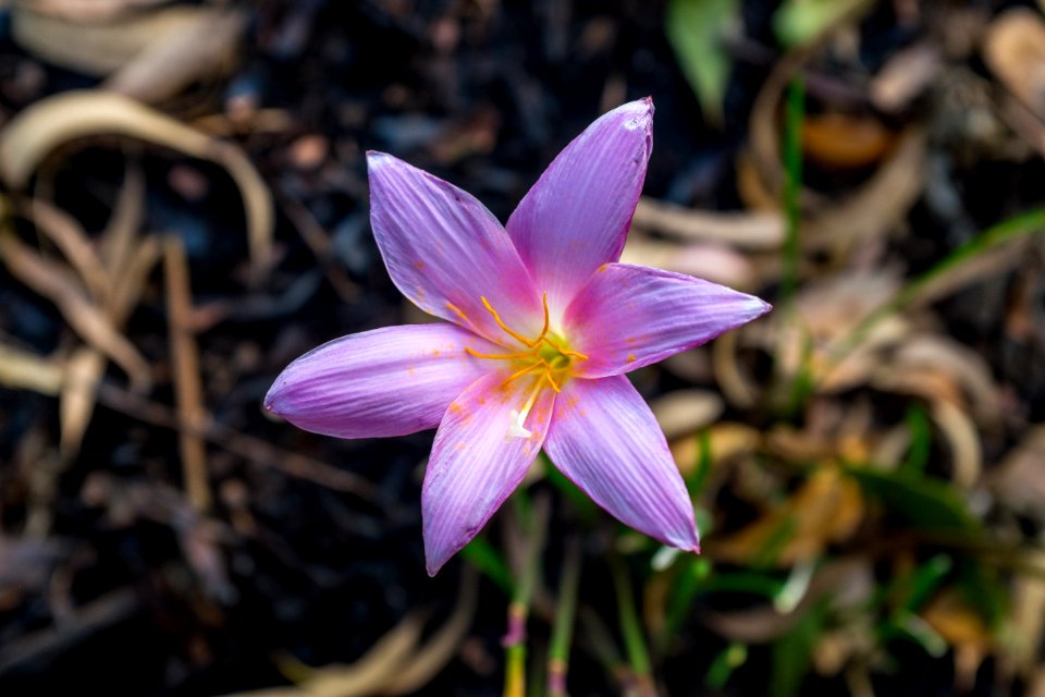Rain lilly, Summerr, Joy