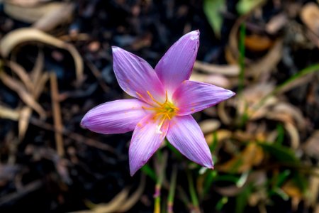 Rain lilly, Summerr, Joy