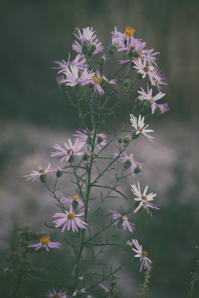 Greetings, Vintage, Joy