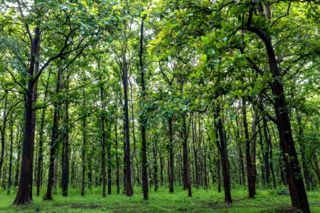 Monsoon, Greenery, Green