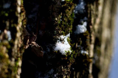 Snowy, Sunshine, Sun