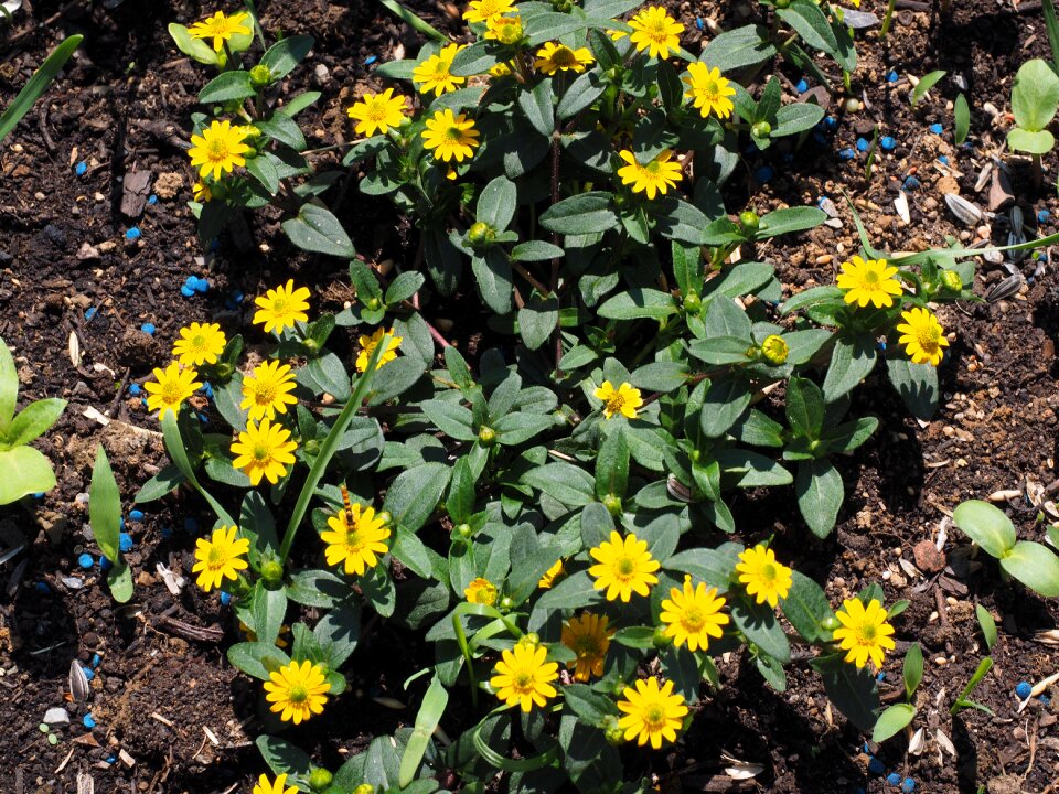 Sanvitalia procumbens small variety