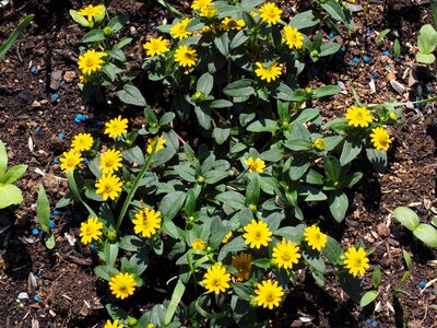 Sanvitalia procumbens small variety photo