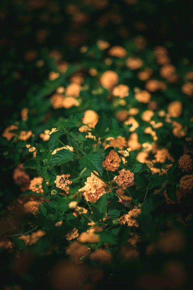 Summer, Leaves, Leaf
