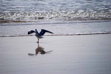 Australia, Beach, Seagull photo