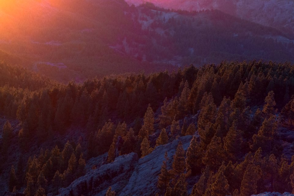 Gran canaria, Spain, Trees