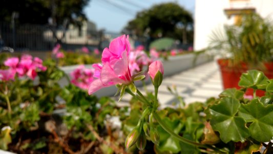 Lima district, Peru, Peruvian photo