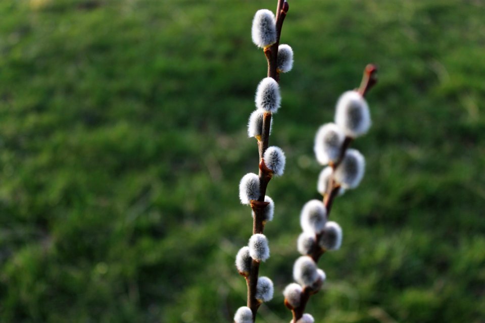 Rochester, United states, Spring