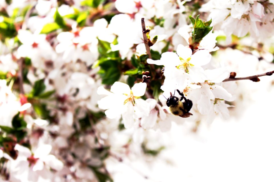 Rochester, United states, White flowers