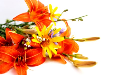 Rochester, United states, Daisies