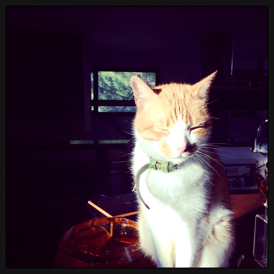 Window, Sunkissed, Cat