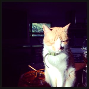 Window, Sunkissed, Cat