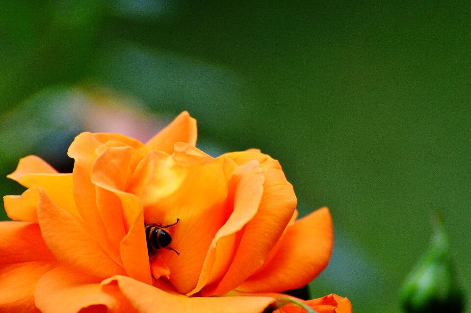 Blossom bloom flower