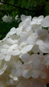 Nature, Garden, White