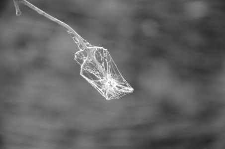 Nature, Spider web