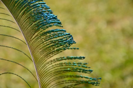 Peacock, Feather photo