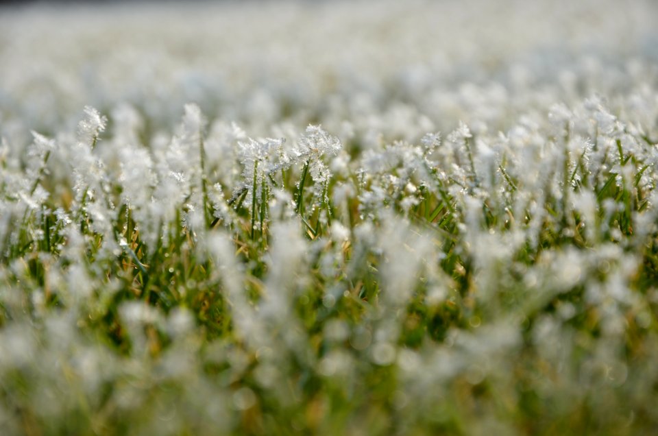 Cold, Nature, Frozen