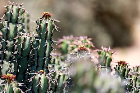 Balboa park, San diego, United states photo