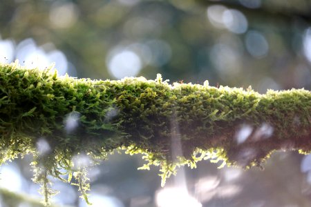 Washington park arboretum, Seattle, United states photo