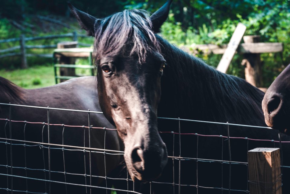 Green mountain, United states, Black horse