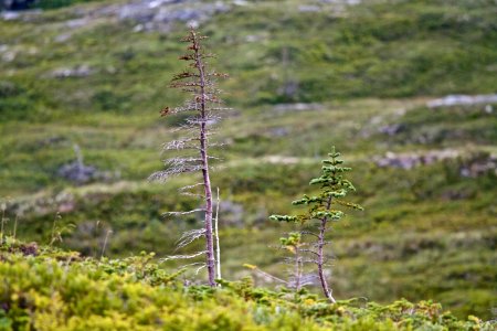 Canada, Newfoundland, Labrador photo