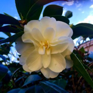 Carmichael, United states, White camellia