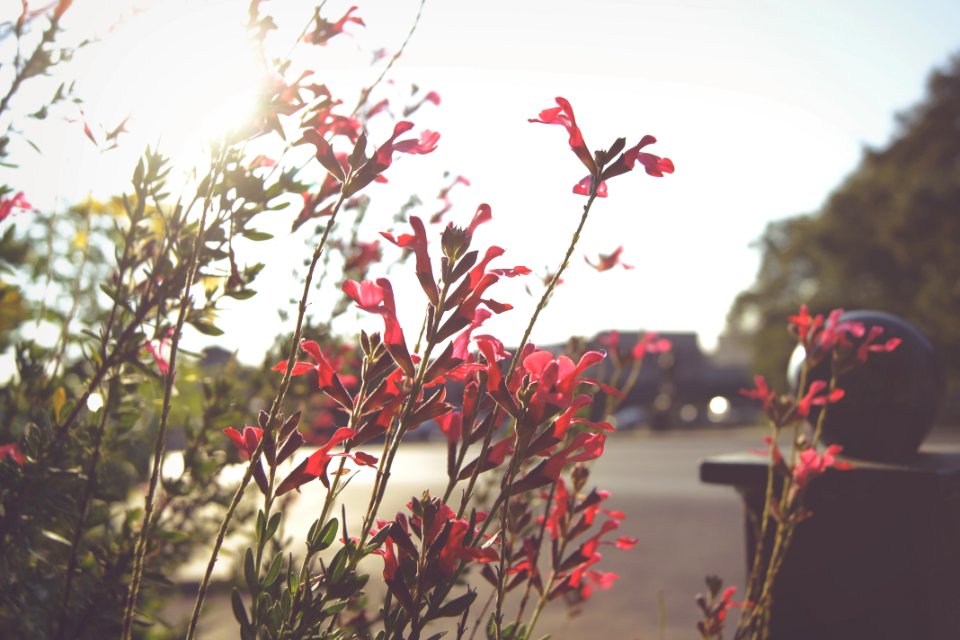 San marcos, United states, Sunlight
