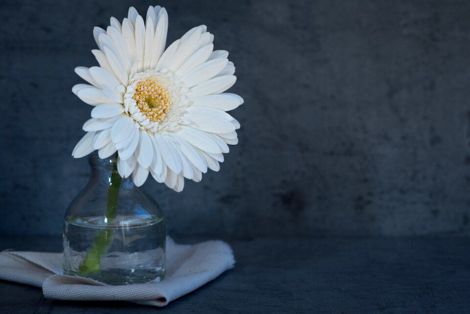 Bloom petals white