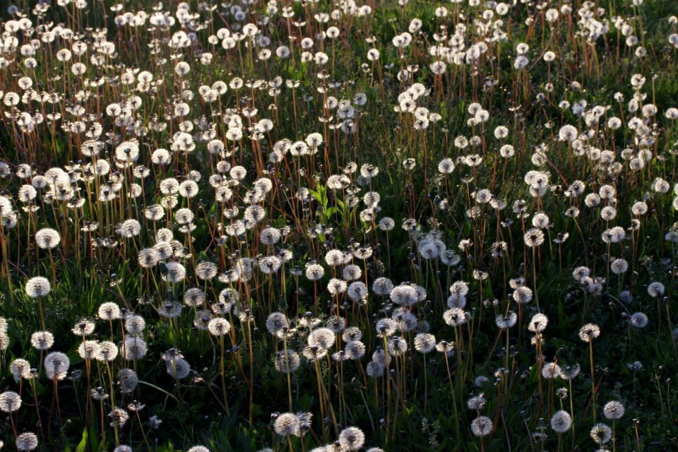 Nature wild beauty