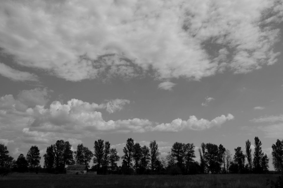 Field, Trees, Clouds