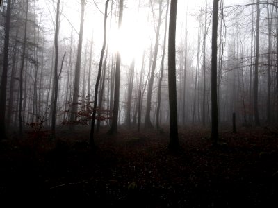 Ehingen, Germany, Foggy