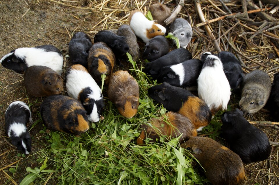 Quantitative guinea pig breeding breeding