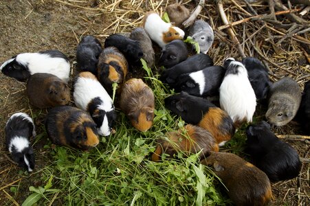 Quantitative guinea pig breeding breeding