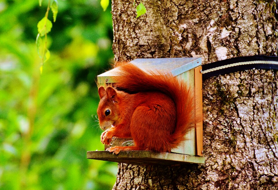 Nature rodent garden