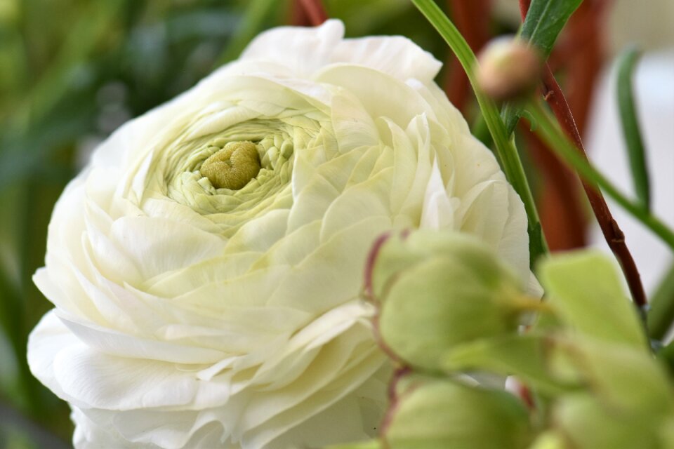 Strauss nature plant