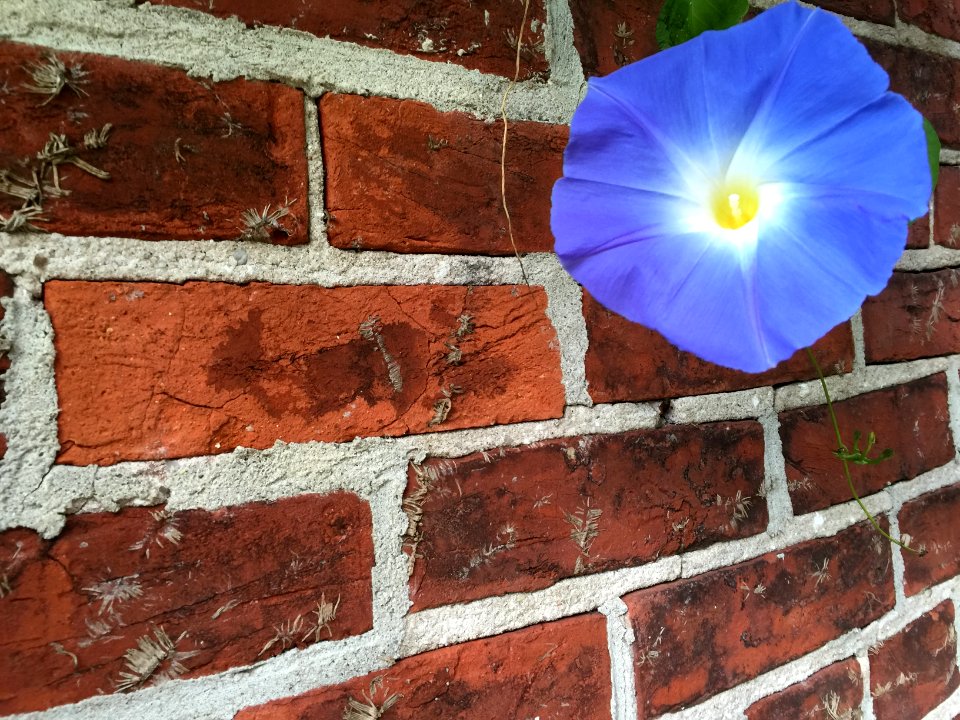 Pennsville, United states, Flower