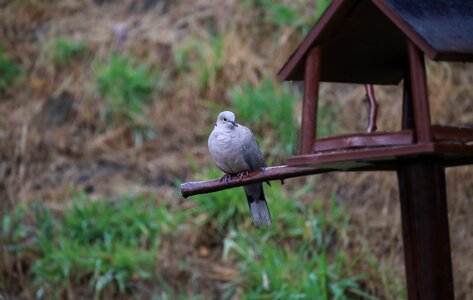 Feather plumage nature photo