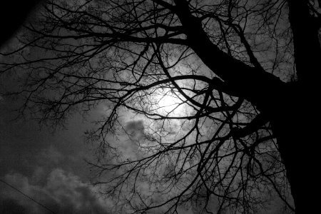 Tree, Spooky, Moon photo