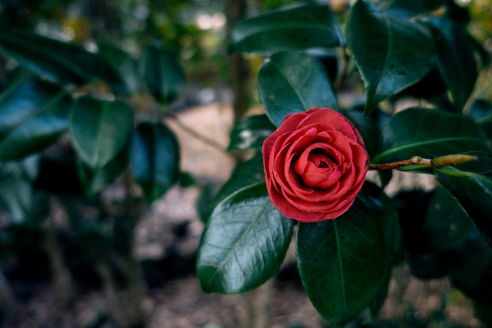 Camellia hill, Seogwipo, South korea