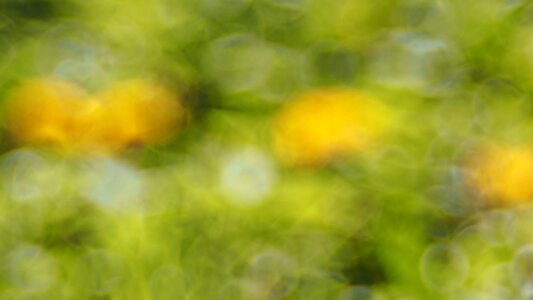 Nature meadow close up