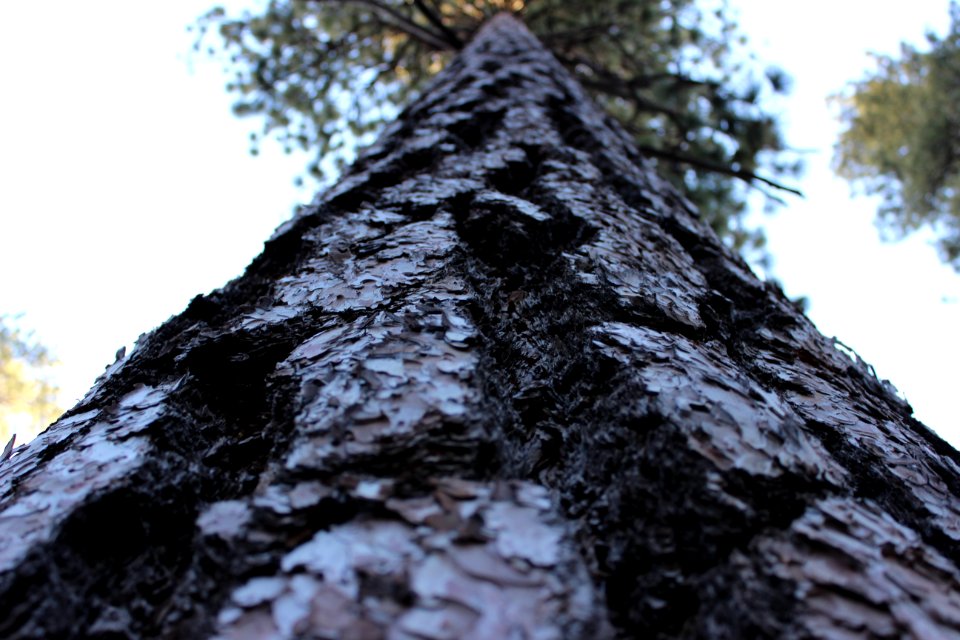 Big bear, United states, Tree trunk