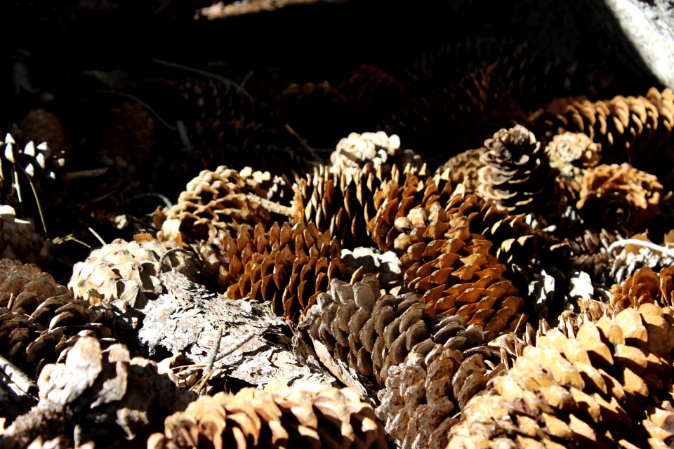 Big bear, United states, Forest